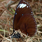 Striped Blue Crow