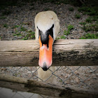 Mute Swan