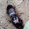 Ground beetle