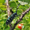 Asian Longhorned Beetle