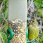 Gold Finch