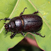 Asiatic Rhinoceros Beetle