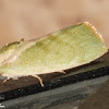 Egyptian Bollworm