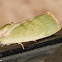 Egyptian Bollworm