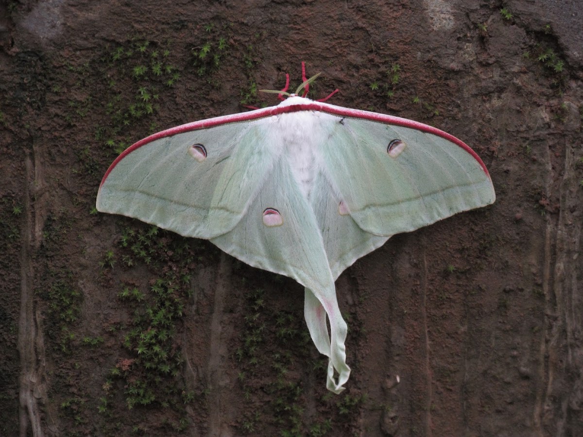 The Indian moon moth or Indian luna moth .