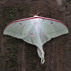 The Indian moon moth or Indian luna moth .