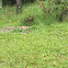 Columbian ground squirrel