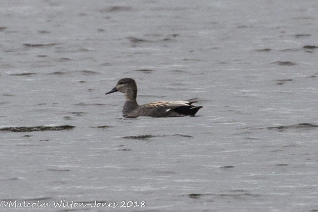 Gadwall