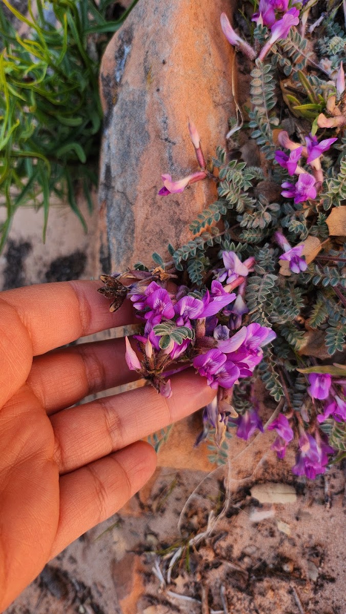 Utah milkvetch