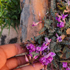 Utah milkvetch