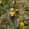 Woolly Hawkweed