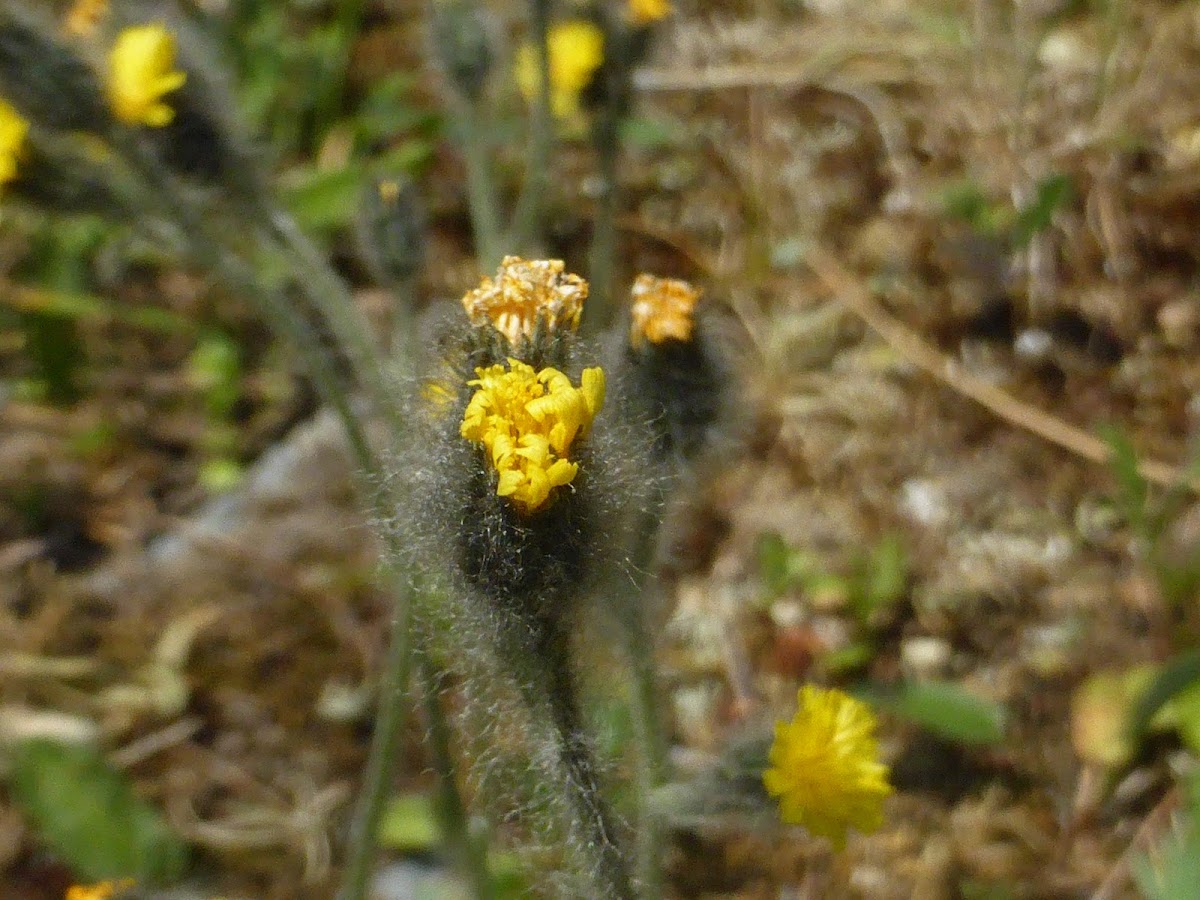 Woolly Hawkweed