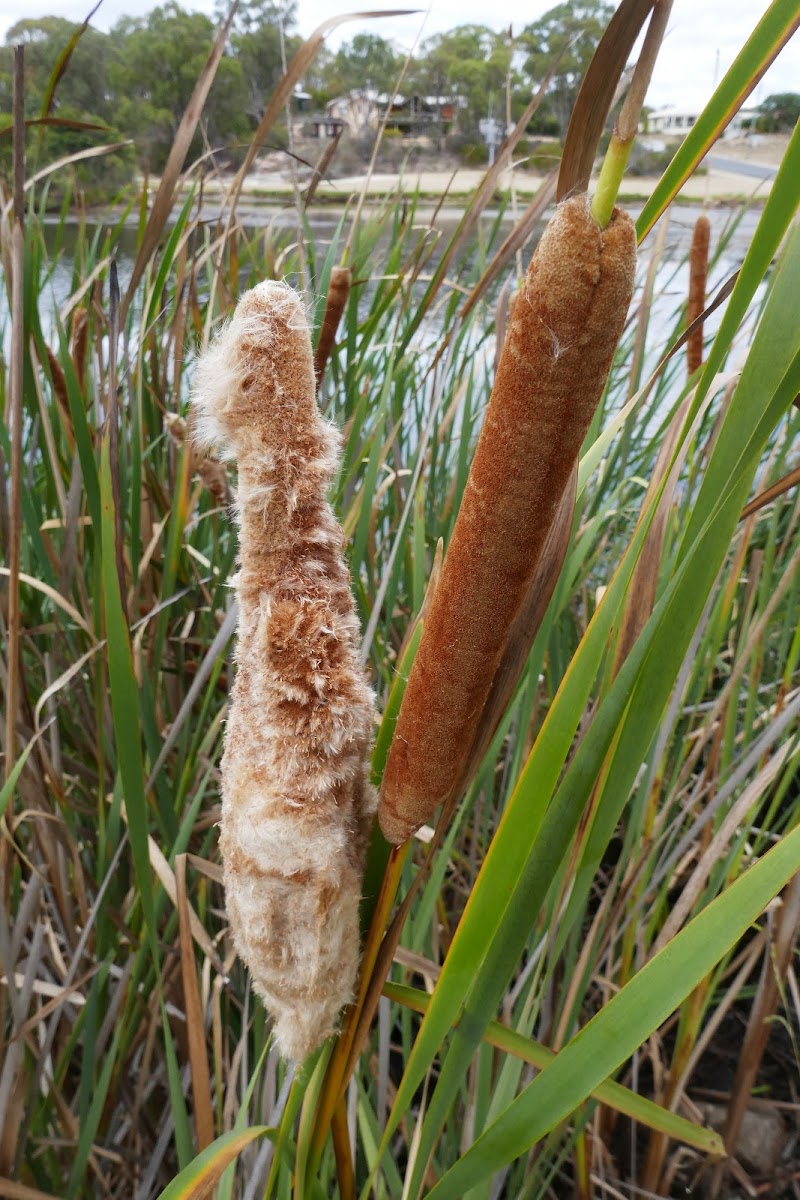 Cumbungi (Bulrush)