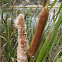 Cumbungi (Bulrush)