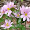 Appalachian Rose Gentian