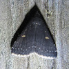 Smokey Tetanolita Moth