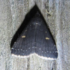 Smokey Tetanolita Moth