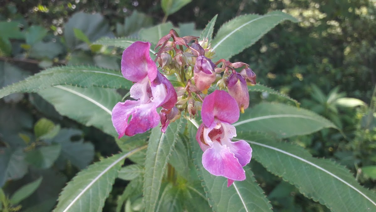 Himalayan balsam