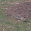 Grey squirrel