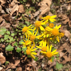 Butterweed