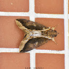 Erebid Moth