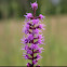 Blazing Star (Type Unknown)