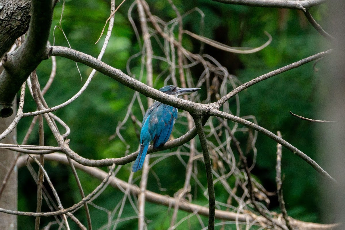 Collared kingfisher