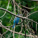 Collared kingfisher