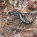 Mississippi Slimy Salamander