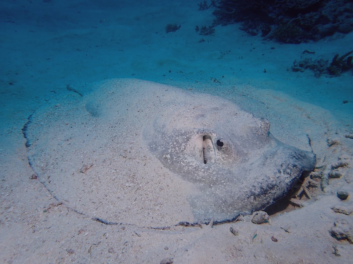 Porcupine/Thorny Stingray