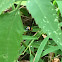 Milkweed Leaf Beetle