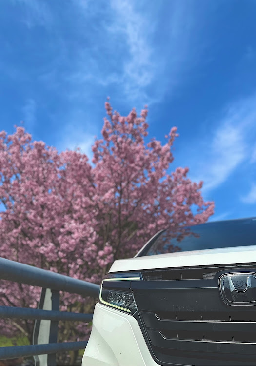 ステップワゴンスパーダのステップワゴンスパーダ・花粉まみれ・HONDA・桜に関するカスタム事例の投稿画像1枚目