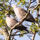 Collared Dove