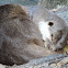 Oriental small-clawed otter