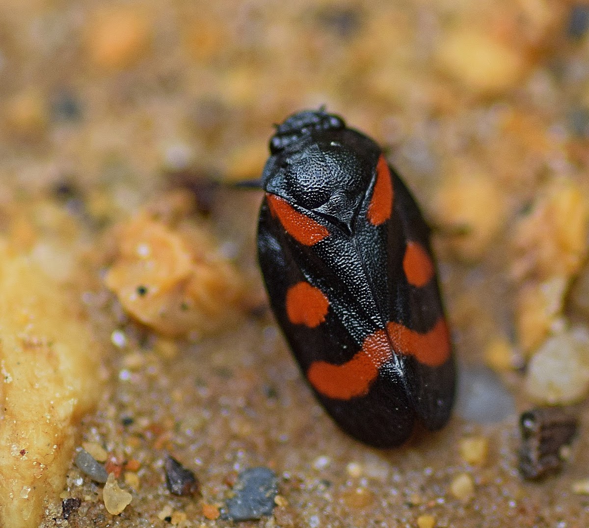 Cercopis Froghopper