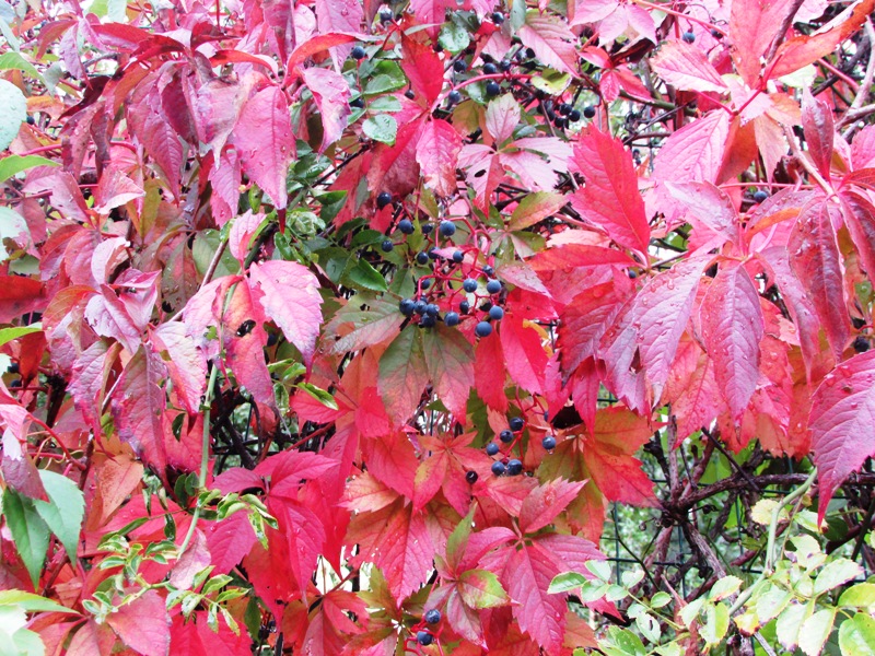 la bellezza dei colori di rossella_antonelli