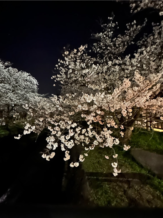 ノートeパワーの福岡町岸渡川・夜桜見物・満開の桜に関するカスタム事例の投稿画像4枚目