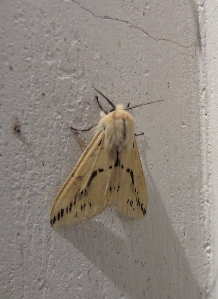 Moth