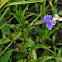 Allegheny Monkeyflower