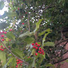 American Holly