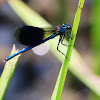 Banded Demoiselle