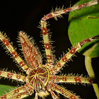 Lichen Mimic Huntsman Spider