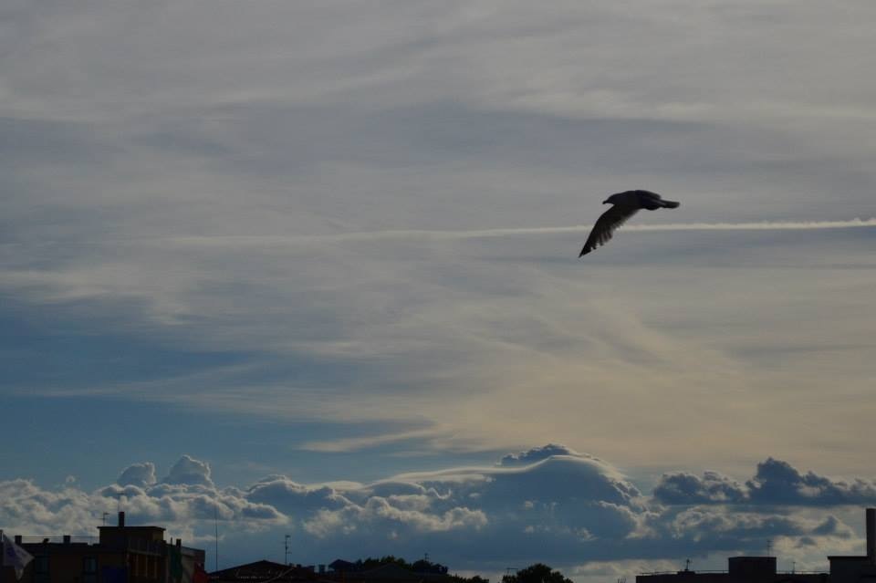 volo libero di FcFPhotos