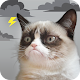 Grumpy Cat Weather Download on Windows