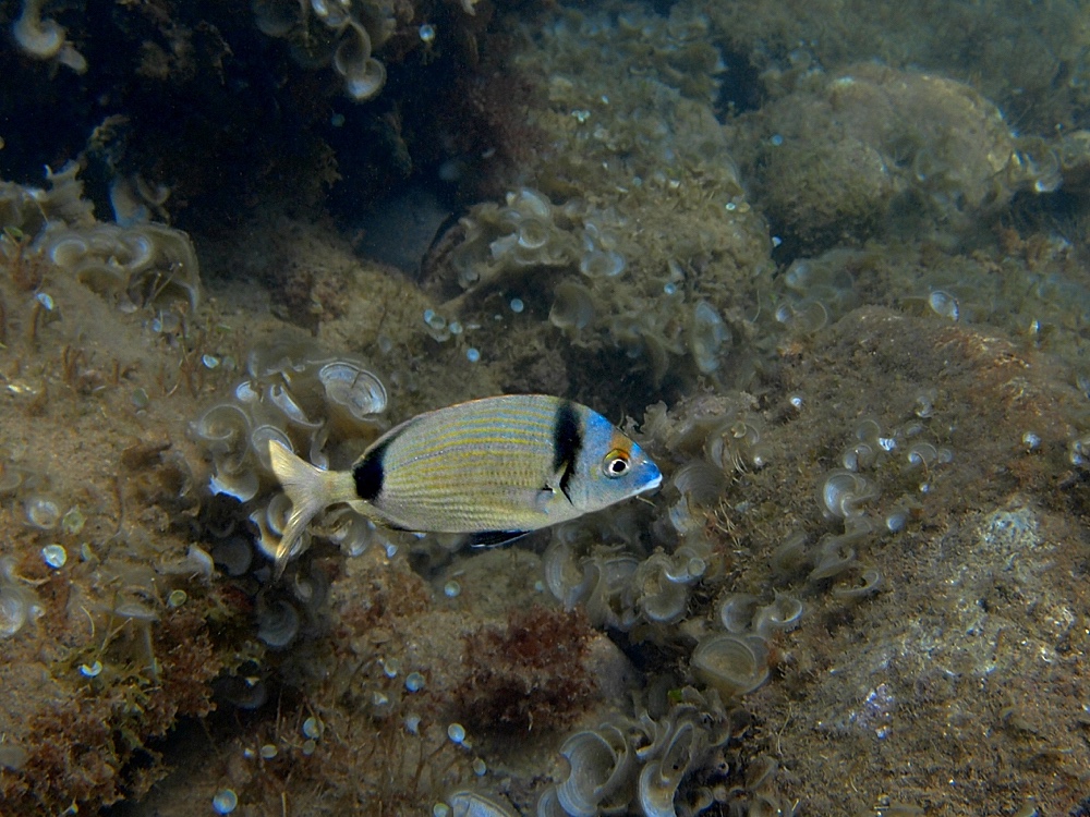 Mojarra (Common two-banded sea bream)