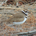 Killdeer