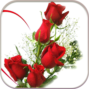 Download HD Rose Flowers Live Wallpaper For PC Windows and Mac