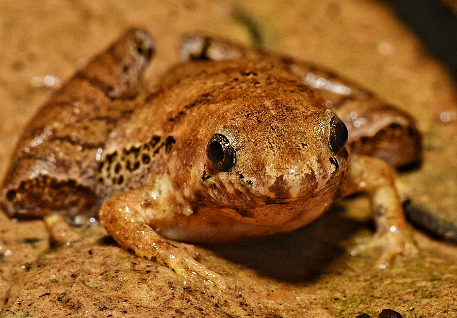 Borneo Narrow-mouthed frog