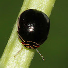 Black Bean Bug