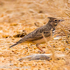 Crested Lark